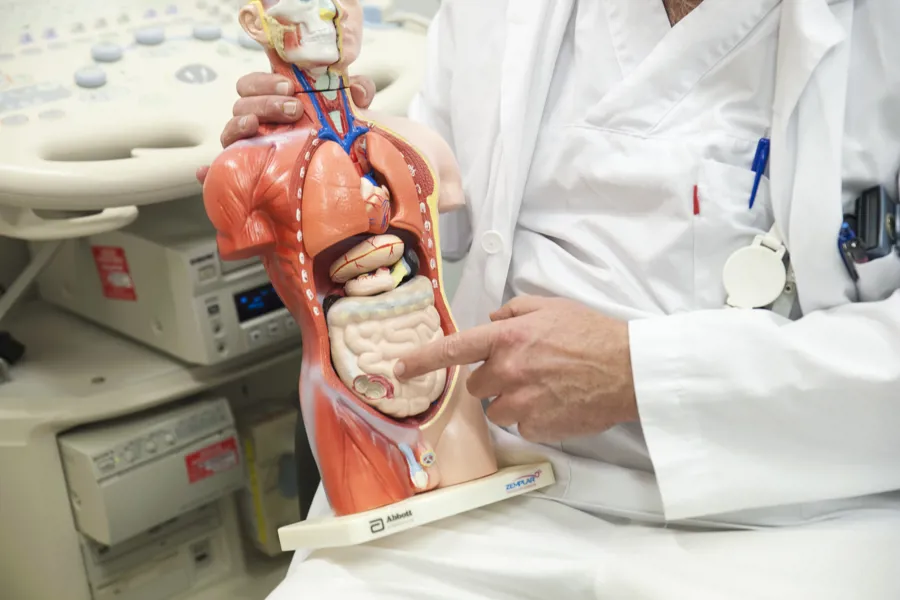 Mann kledd i hvitt peker på tarmene på en modell over indre organer i menneskekroppen. Foto
