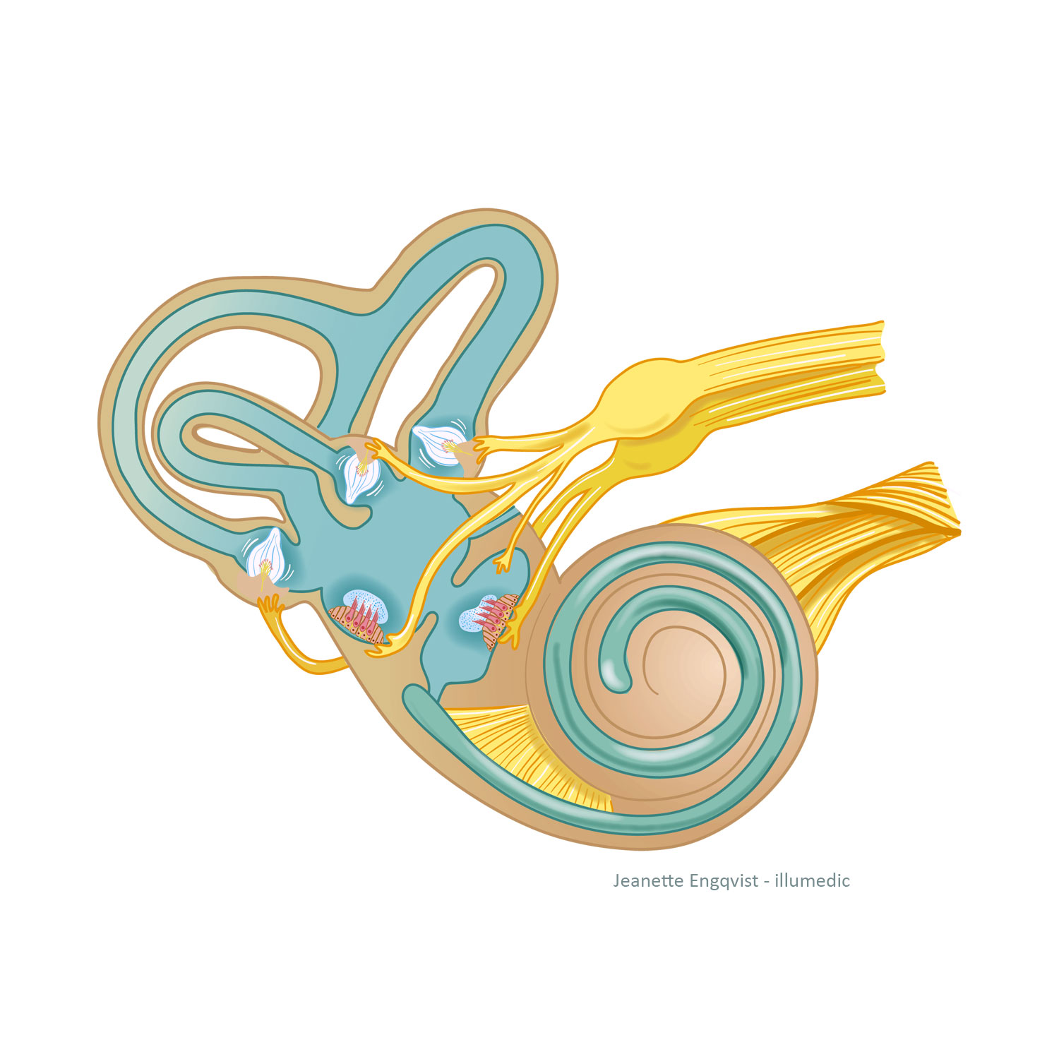 Medisinsk tegning av balanseorganet. Illustrasjon ved Jeanette Engqvist - illumedic.