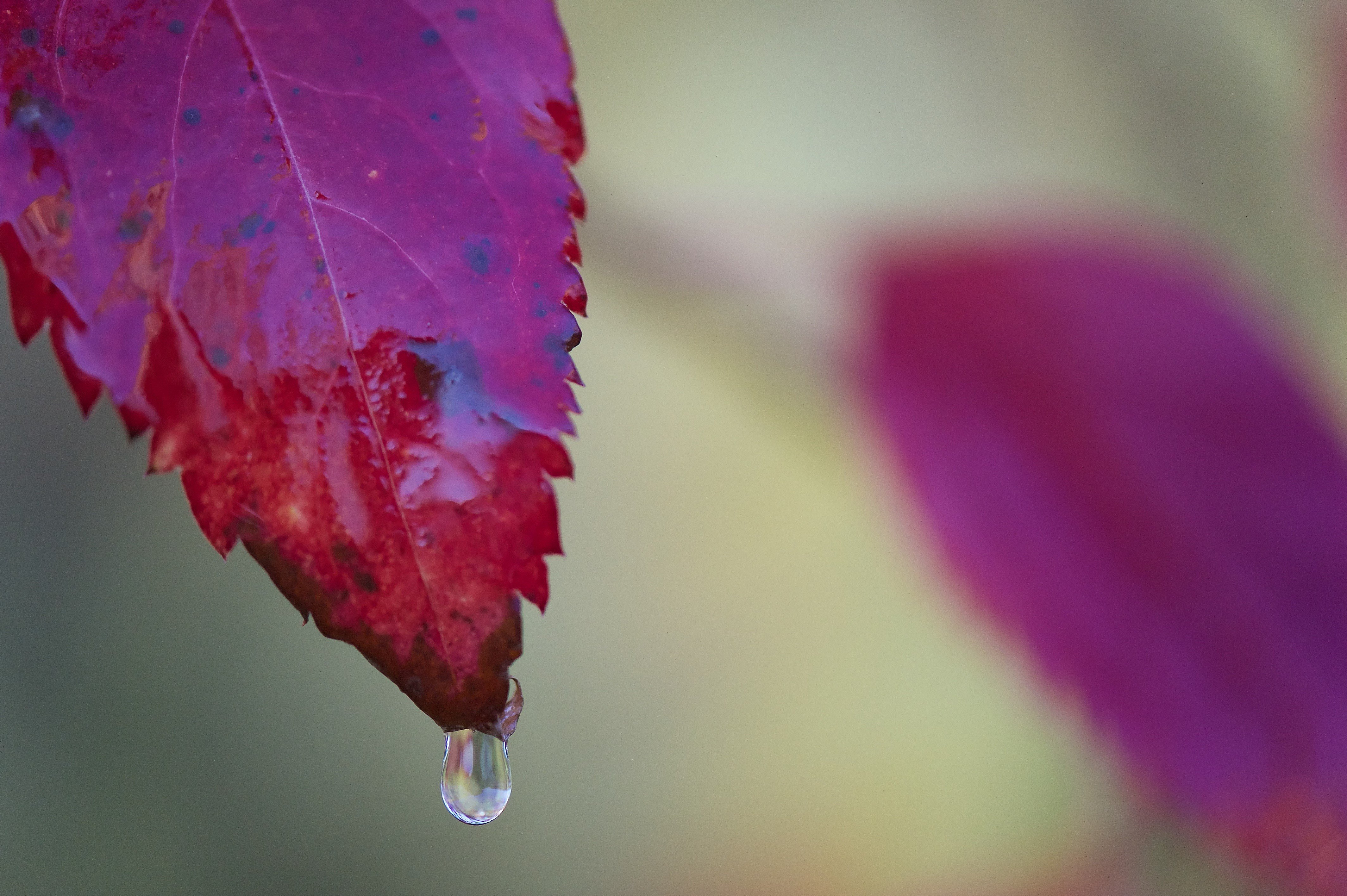 Regndråpe på høstblad. Foto