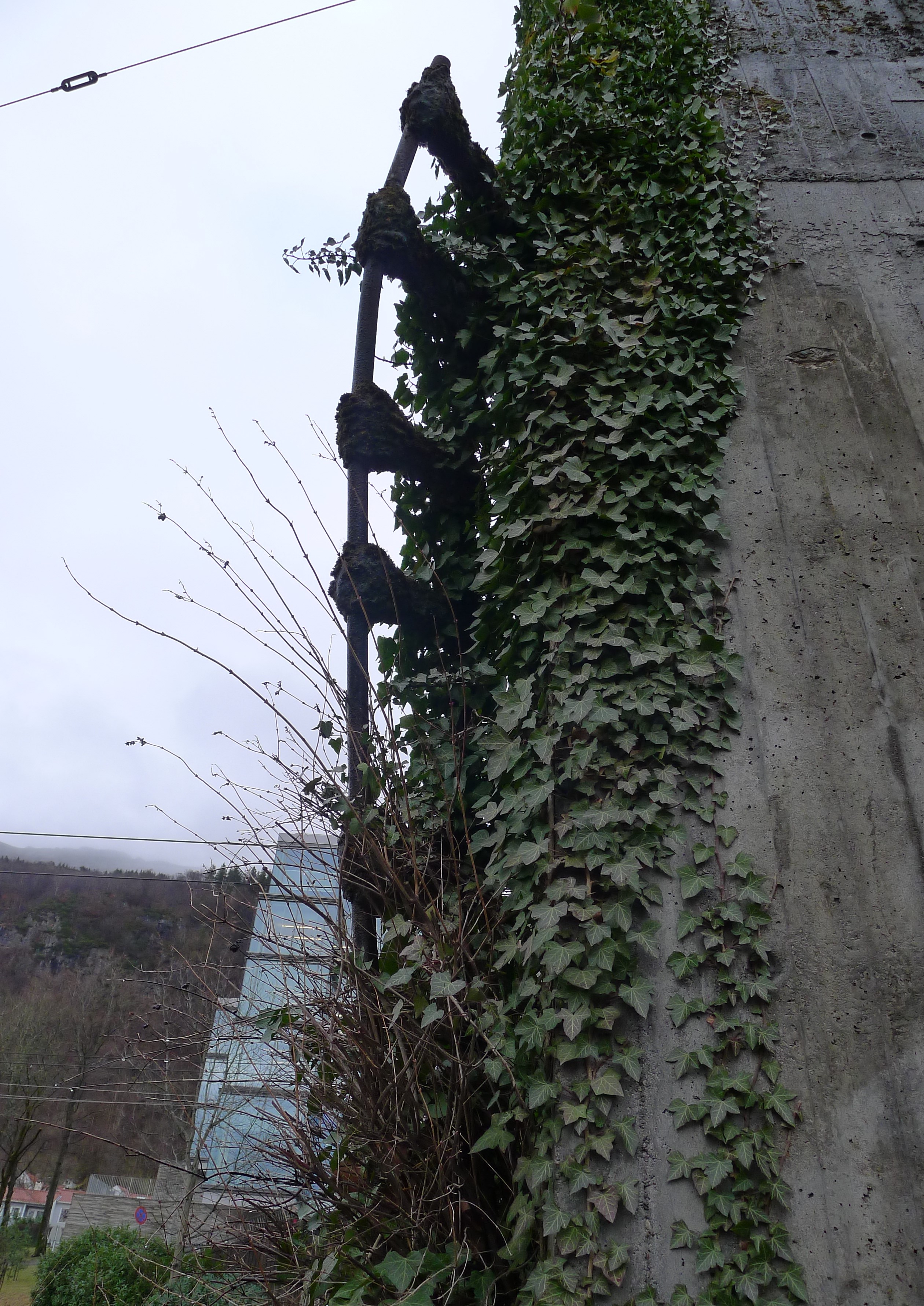 Et tre med vinstokker som vokser på det