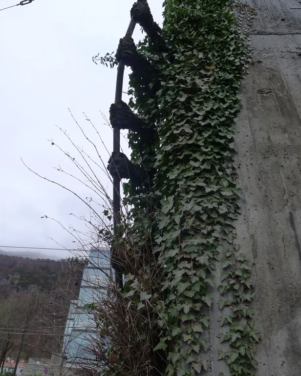 Et tre med vinstokker som vokser på det