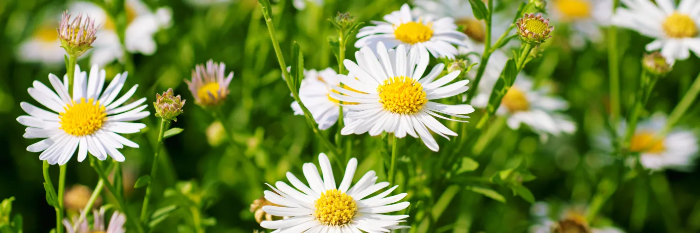 Eng med blomster i hvitt og gult