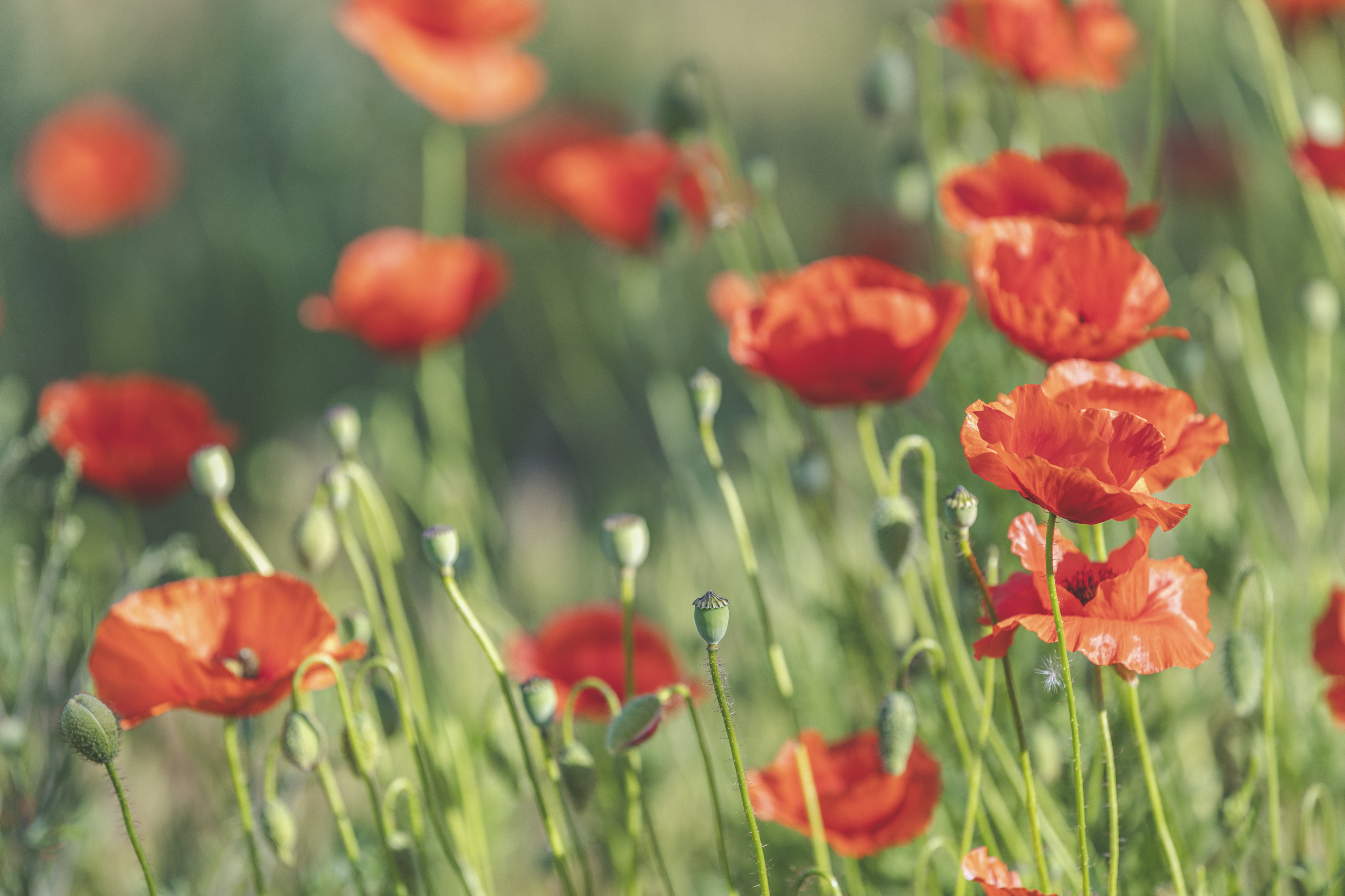 Nærbilde av røde blomster