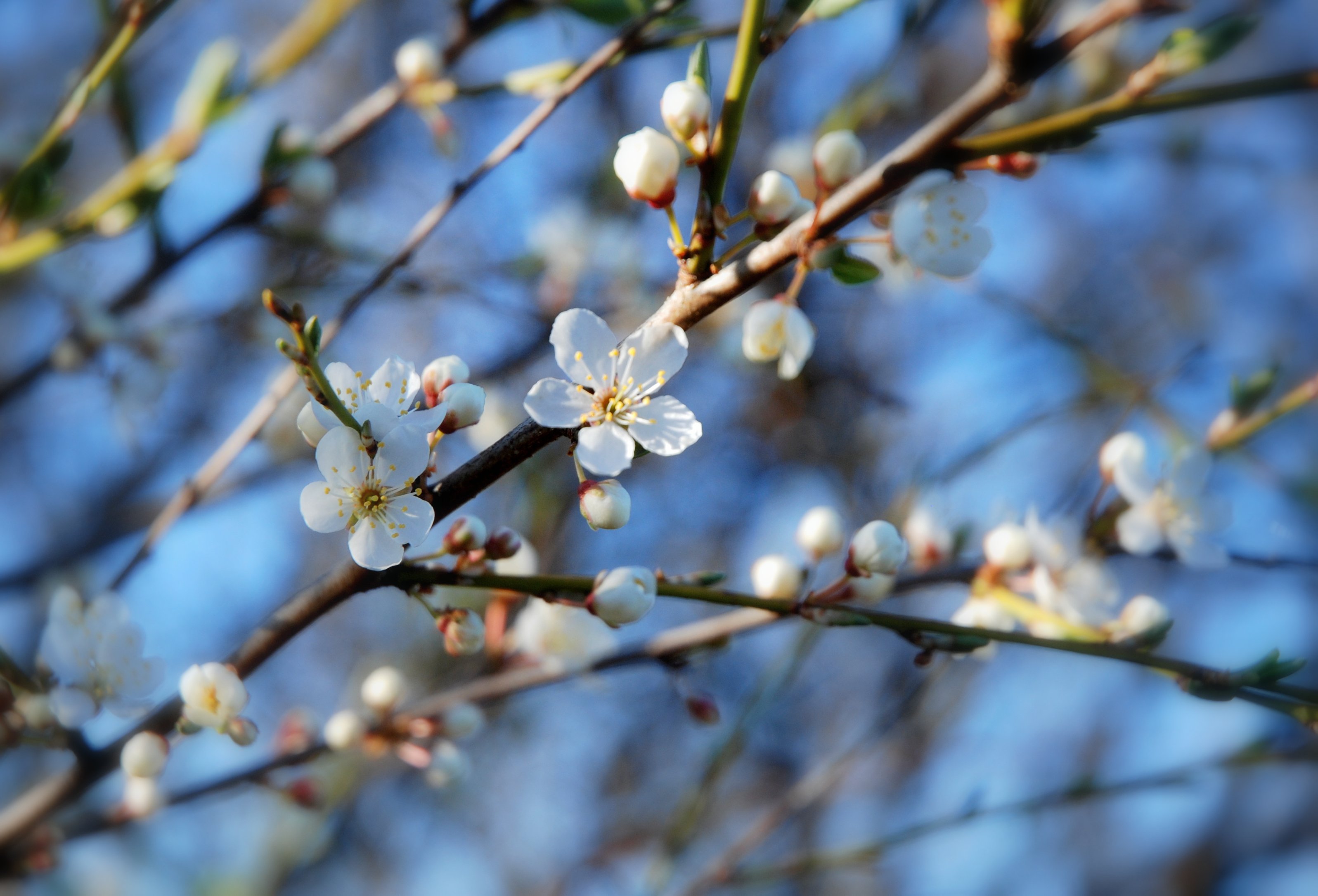 Et nærbilde av en grein med hvite blomster