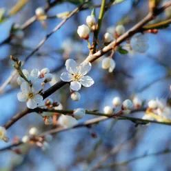 Et nærbilde av en grein med hvite blomster
