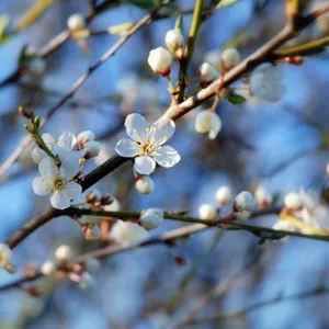 Et nærbilde av en grein med hvite blomster