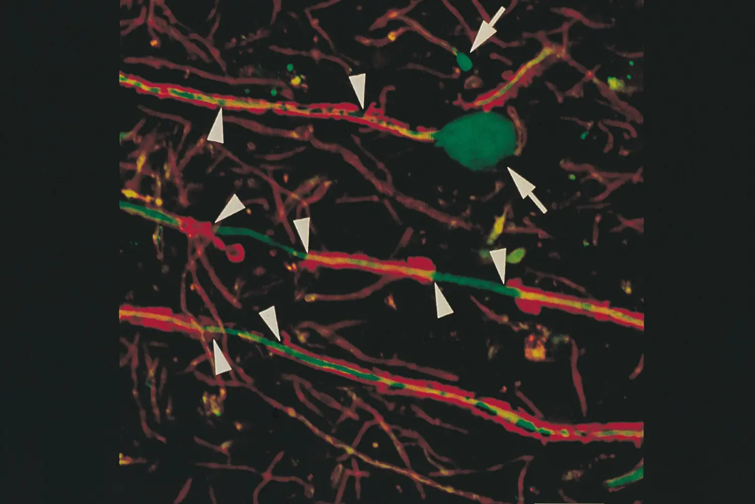 Et nærbilde av et kart