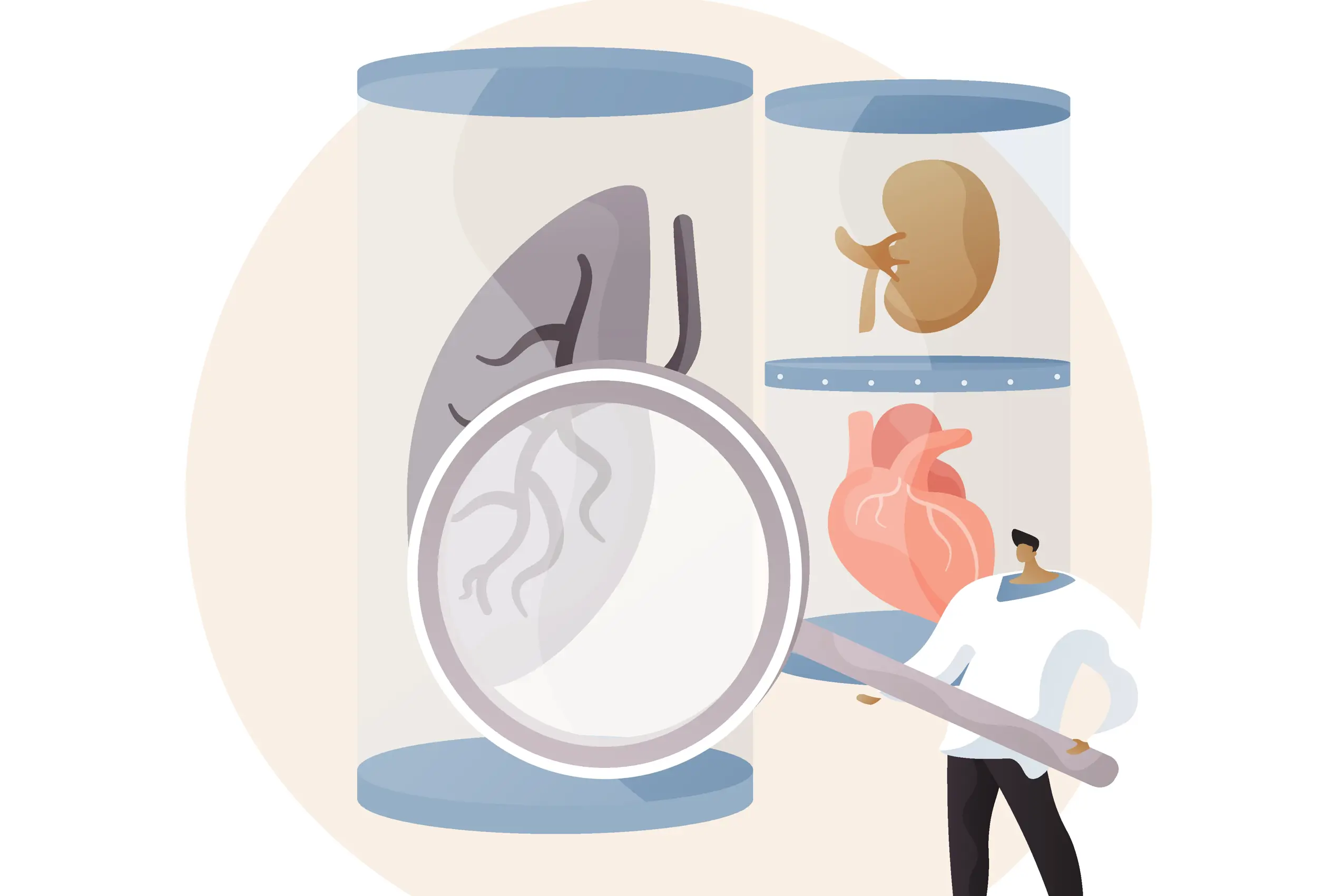 Illustration. Man with gigantic magnifying glass looking at organs in glasses.