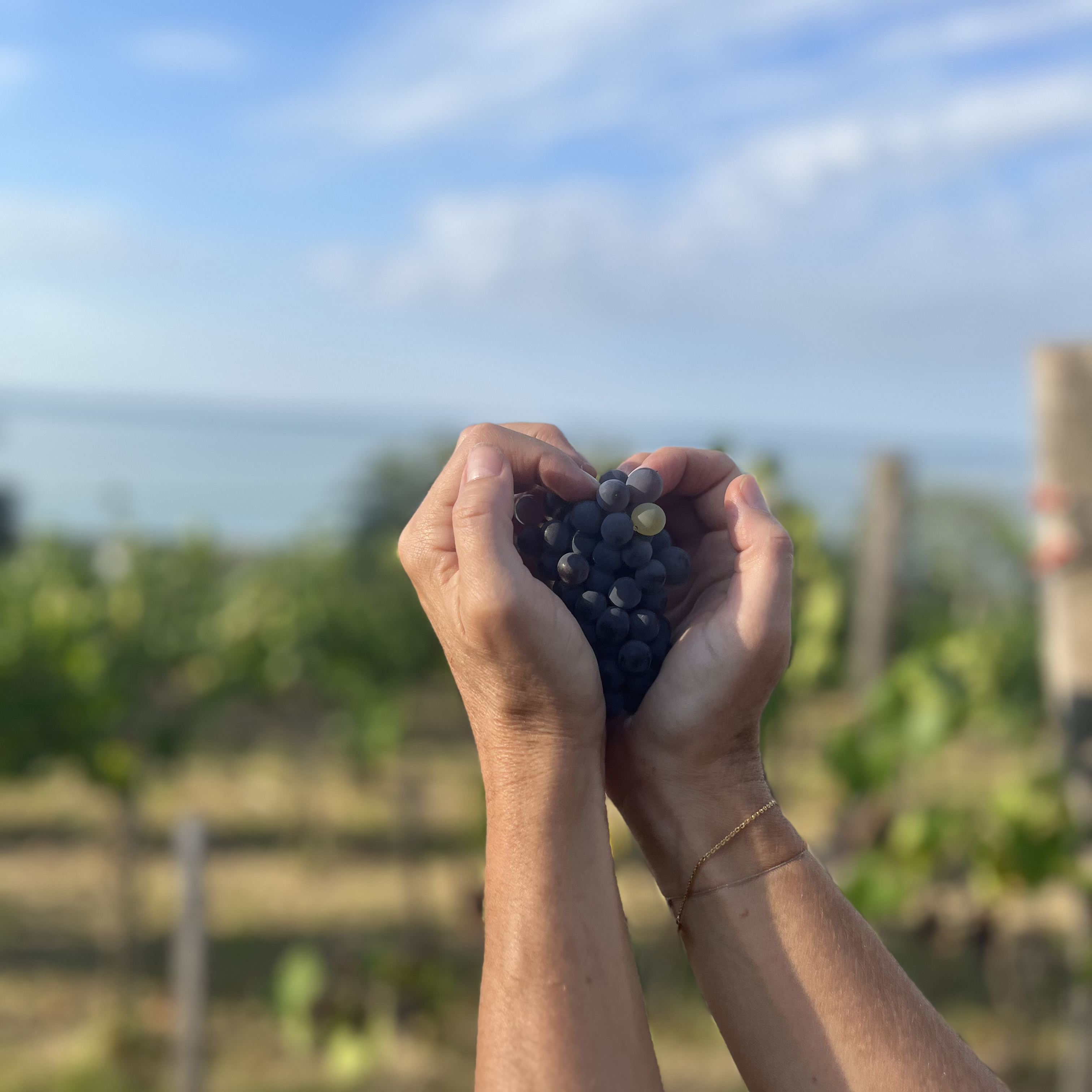 En hånd som holder blå druer