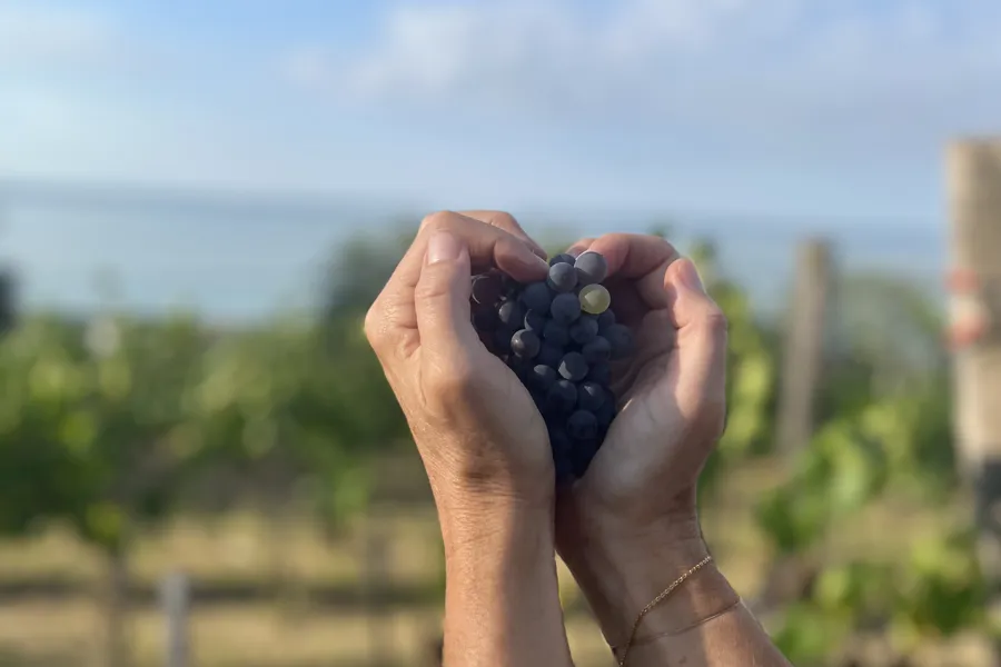 En hånd som holder blå druer