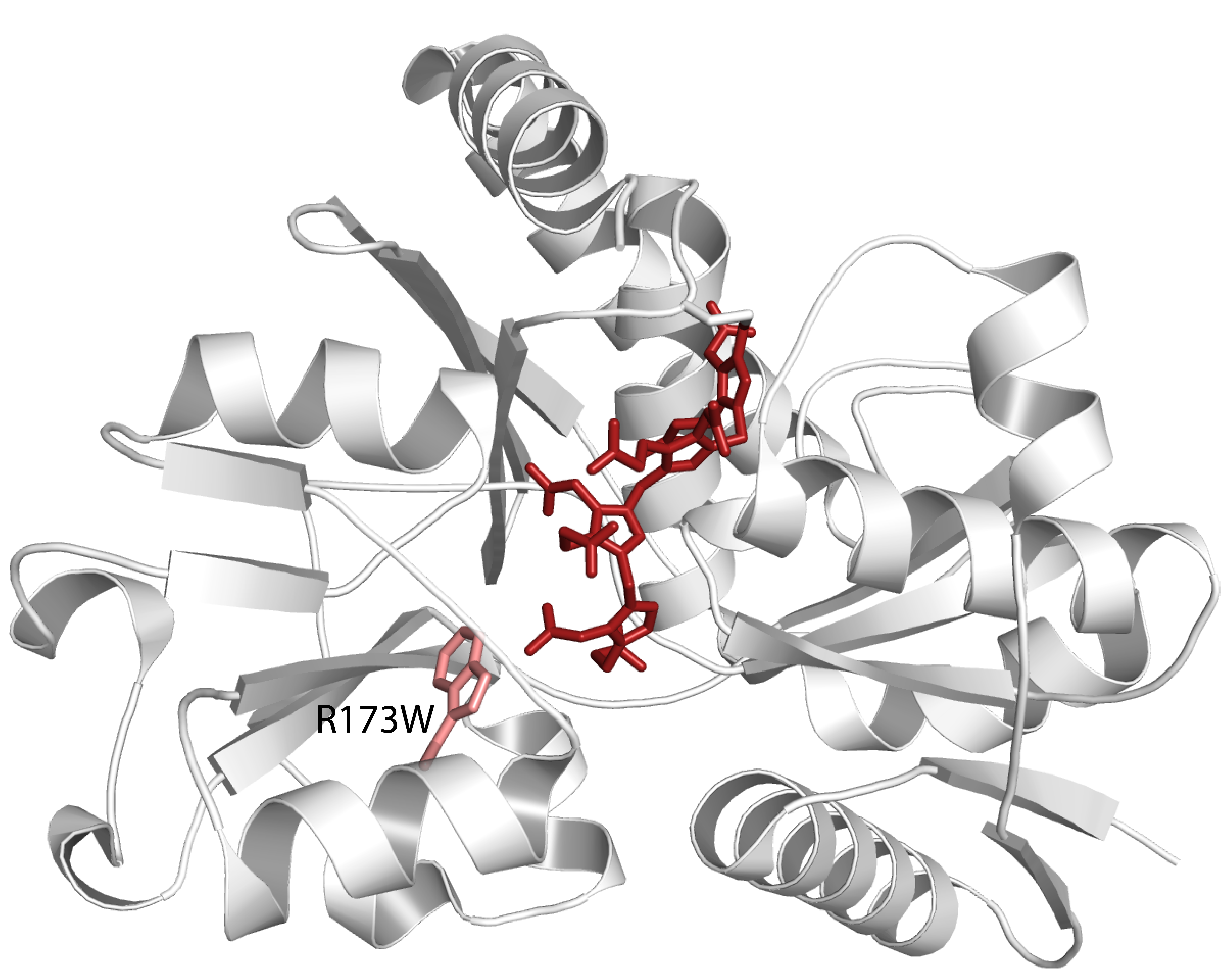 Illustrasjon av HMBS-enzymet med genfeilen R173W