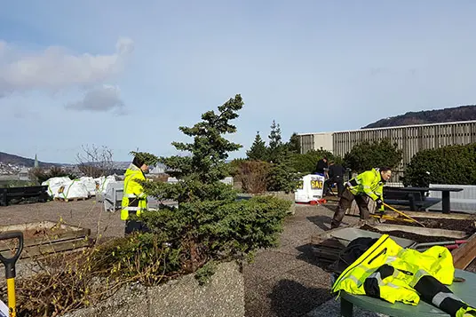 Dugnad for å lage bevaringshage på takterrassen utanfor Sentralblokka på Haukeland