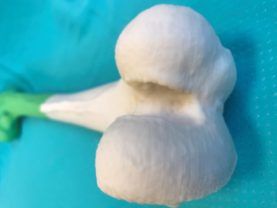 3D modell av knokkel. Foto