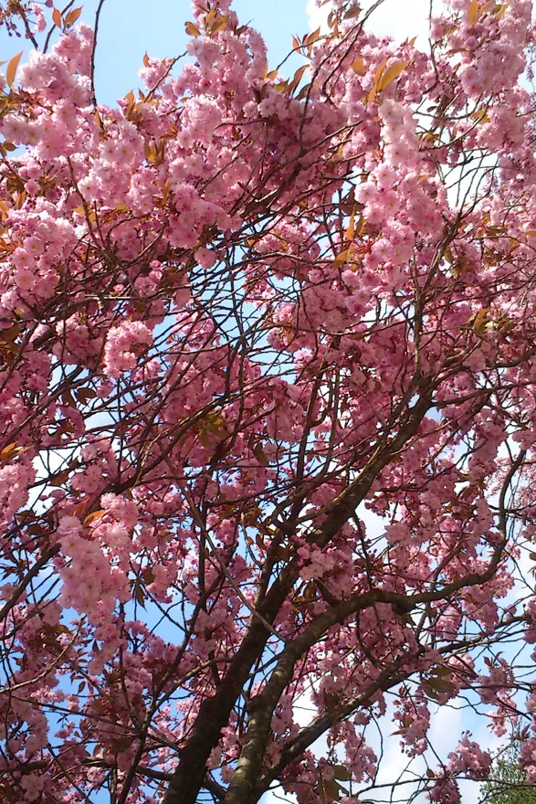Kirsebærtre i full blomst, rosa blomster mot blå himmel. Foto