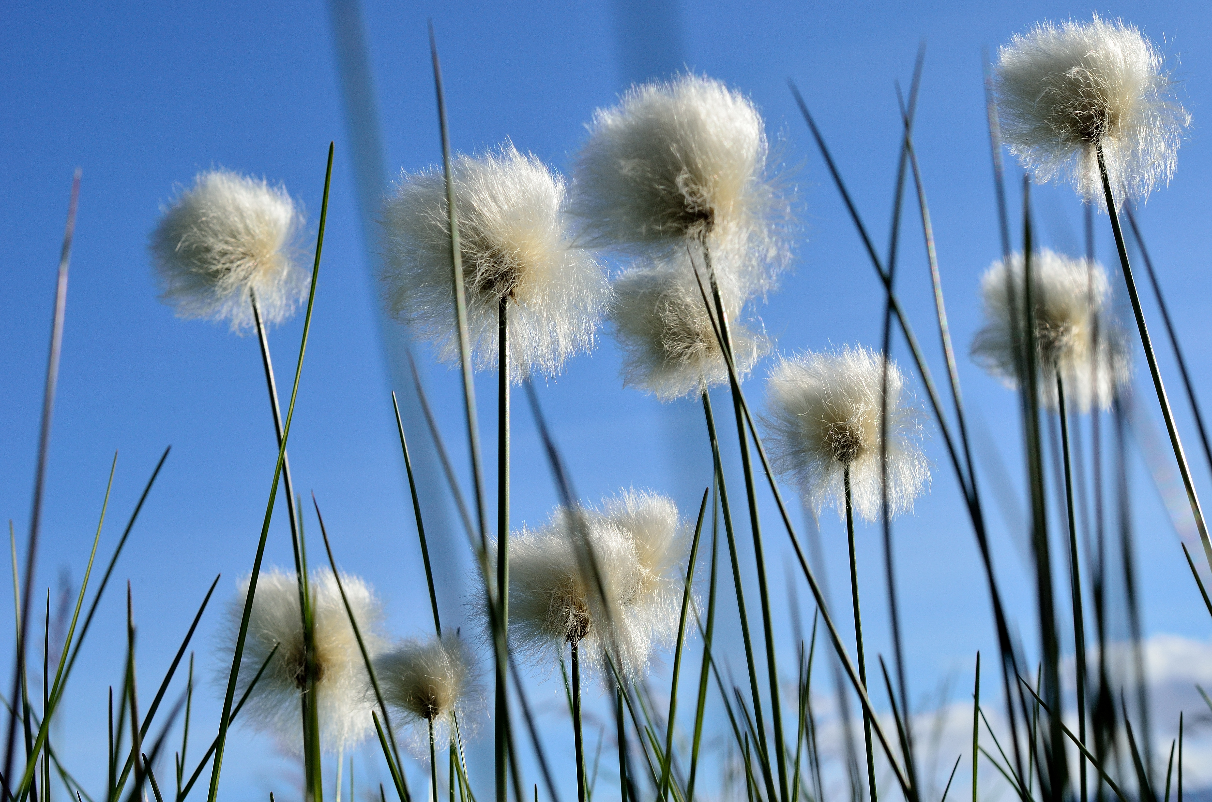 Landskapsbilde myrull. Foto
