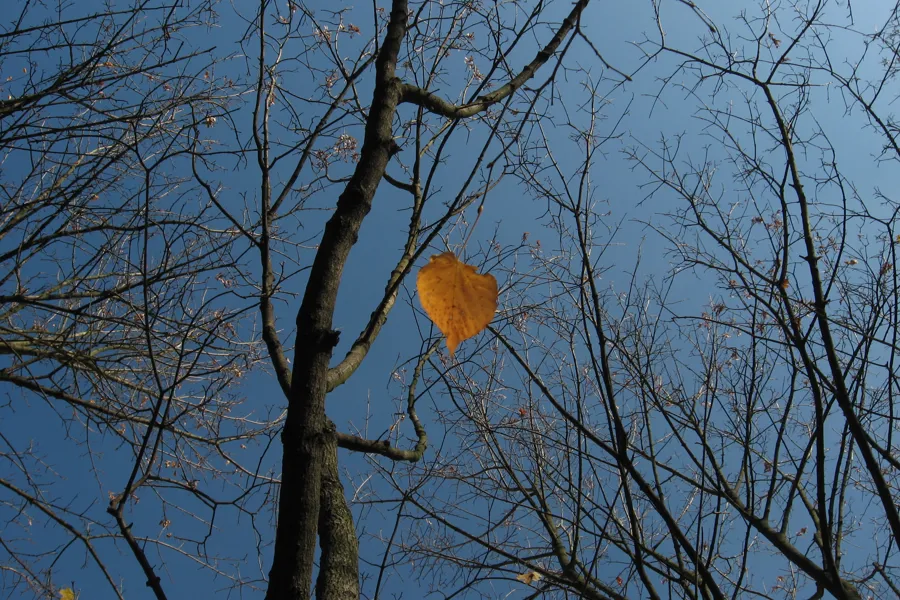 Trær og grener mot himmel, ett oransje blad henger på gren. Foto. Foto.