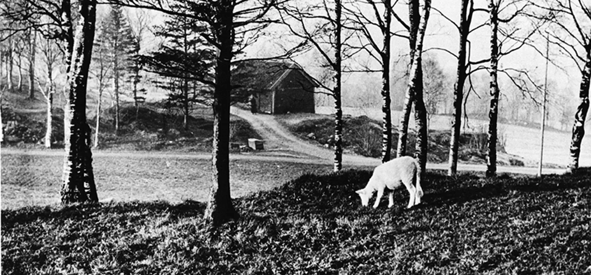 Haukeland 1890