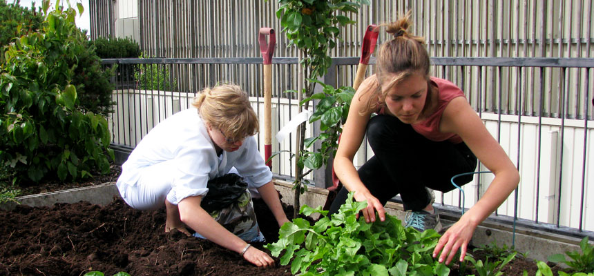 Medisinarstudentar arbeidar i urtehagen. Foto