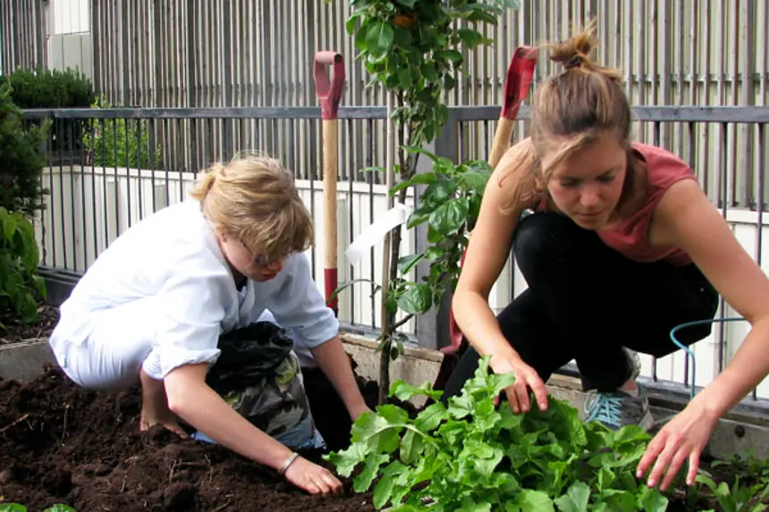 Medisinarstudentar arbeidar i urtehagen. Foto