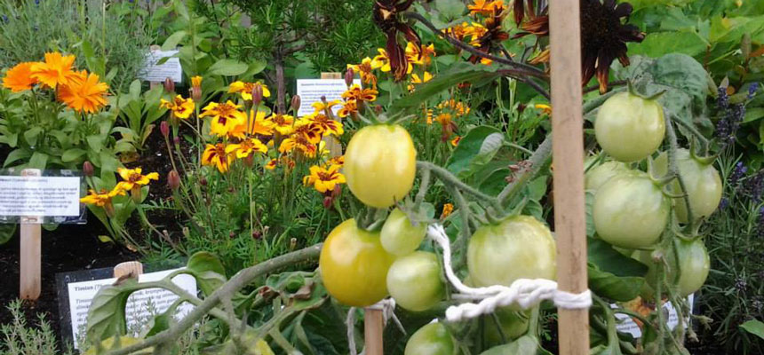 Bugnende hage med blomster og grønne tomater. Foto 