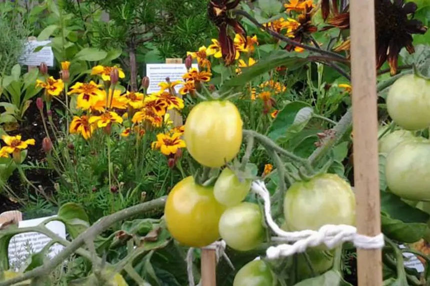 Bugnende hage med blomster og grønne tomater. Foto