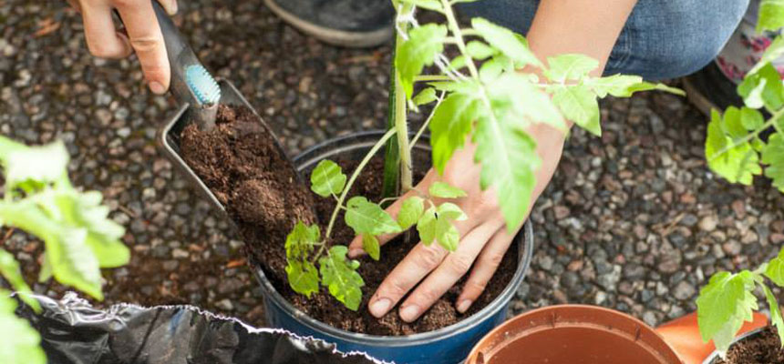 Spirer i potte. Foto