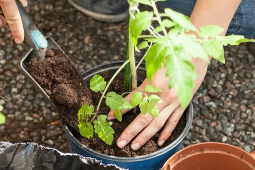 Spirer i potte. Foto