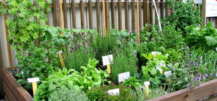 Urtehagen på Haukeland. Foto