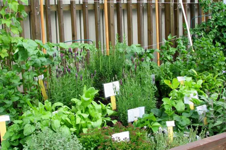 Urtehagen på Haukeland. Foto