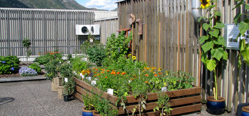 Blomsterbed på sjukehustaket. Foto