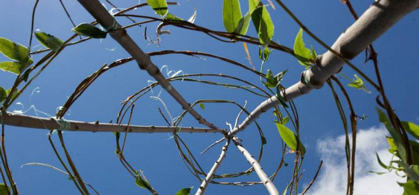 Bladverk på stenger mot himmelen. Foto