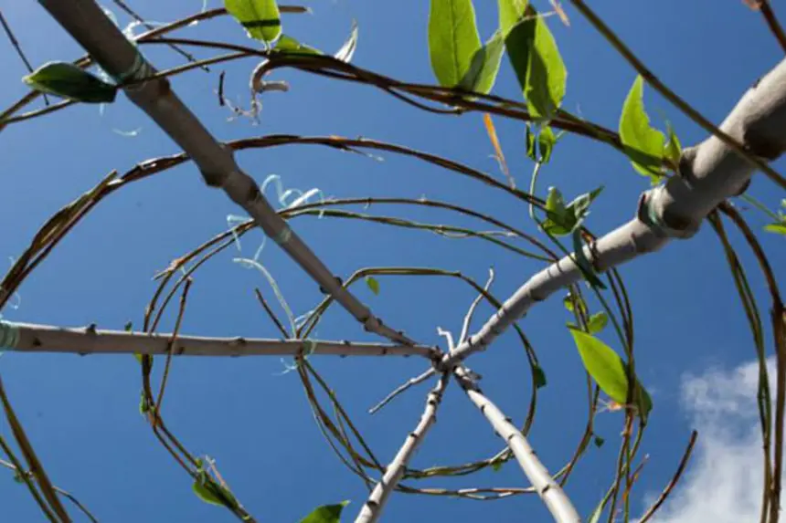 Bladverk på stenger mot himmelen. Foto
