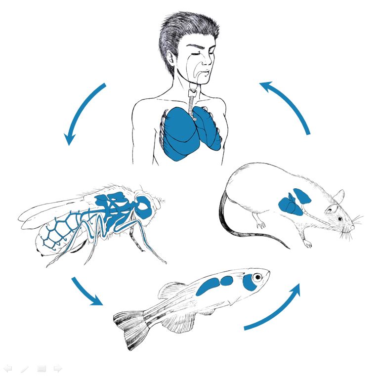 rotte bilde Hammer.JPG