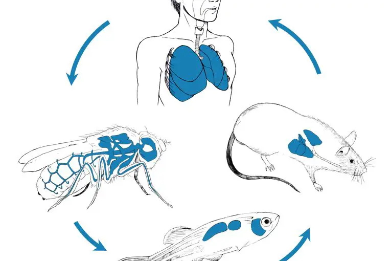 rotte bilde Hammer.JPG