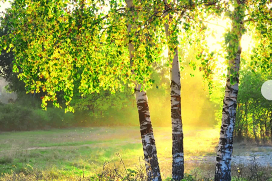 En gruppe trær med gule blader