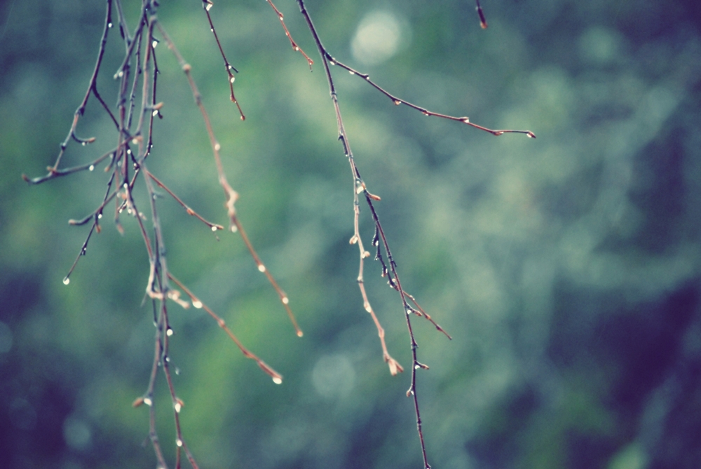 Nærbilde av en plante