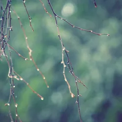 Nærbilde av en plante