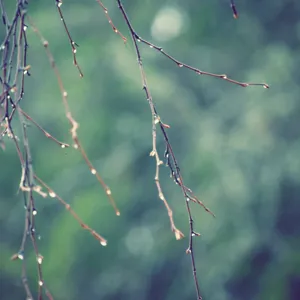 Nærbilde av en plante